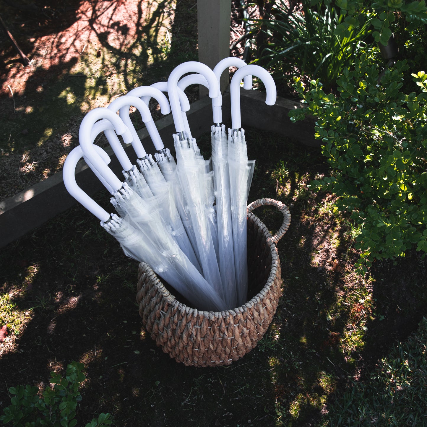 Clear Umbrellas - FREE Pick Up