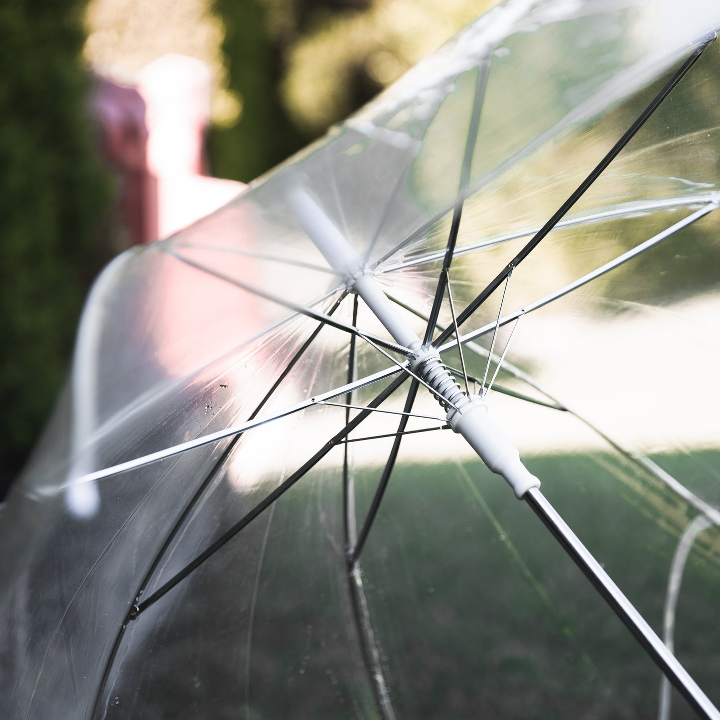 Clear Umbrellas - Delivered